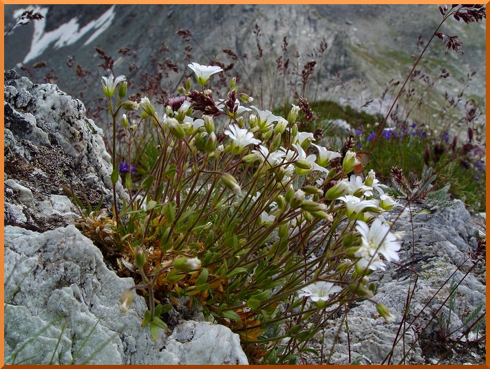 Ceraiste (cerastium alpinum) ceraisteg1