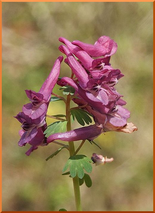Corydale Bulbeuse Corydalis bulbosa ( = C. cava) corydale05