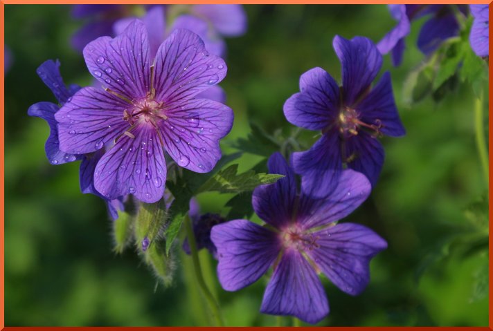 Geranium des Prés (Geranium pratense) geraniumg1