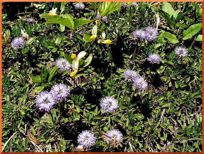 Globulaire (globularia cordifolia) globulaire50