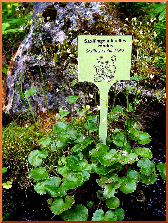 saxifrage70