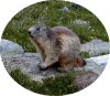 On peut voir des Marmottes. EcussMarmotte