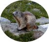 EcussMarmotte