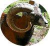 EcussMouflon