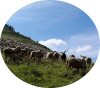 L'alpage est le lieu de prédilection des Moutons. EcussMoutons