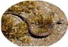 Serpent Aspic vu autour et dans le Lac. aspic1
