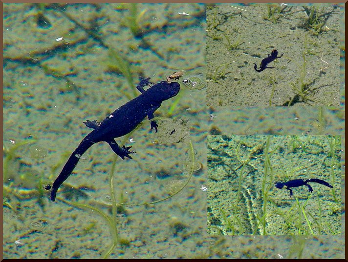 Tritons alpestre (triturus alpestris) triton50