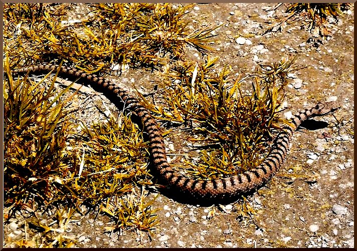 Vipère Aspic (vipera aspis) vipere50