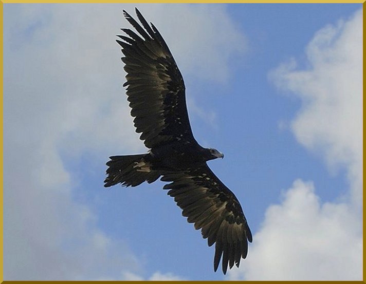 Aigle Royal, oiseau royal ! aigle50