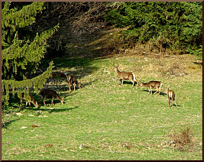 Les Biches au printemps. biche50