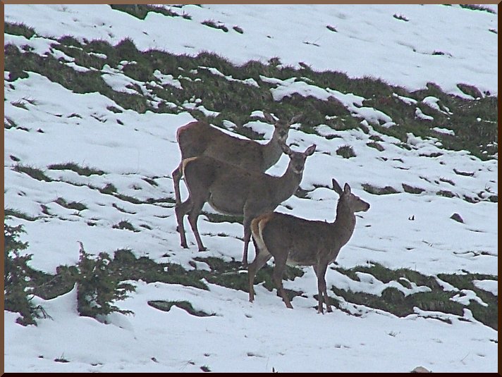 Trois Biches inquiètes. biche51