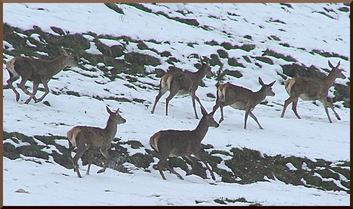 Biches au printemps surprises par la neige. biche52