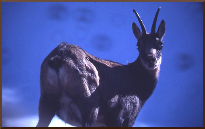Chamois pris au téléobjectif dans la vallée des Allues. chamois50