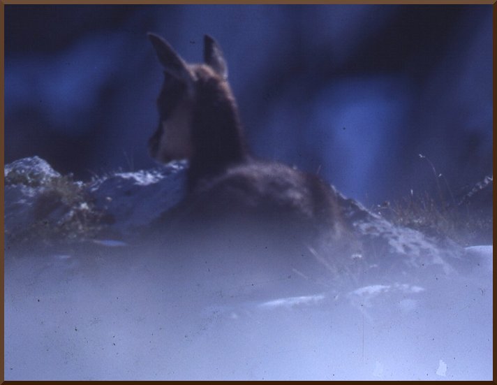 Eterlou pris au téléobjectif dans la vallée des Allues. chamois51