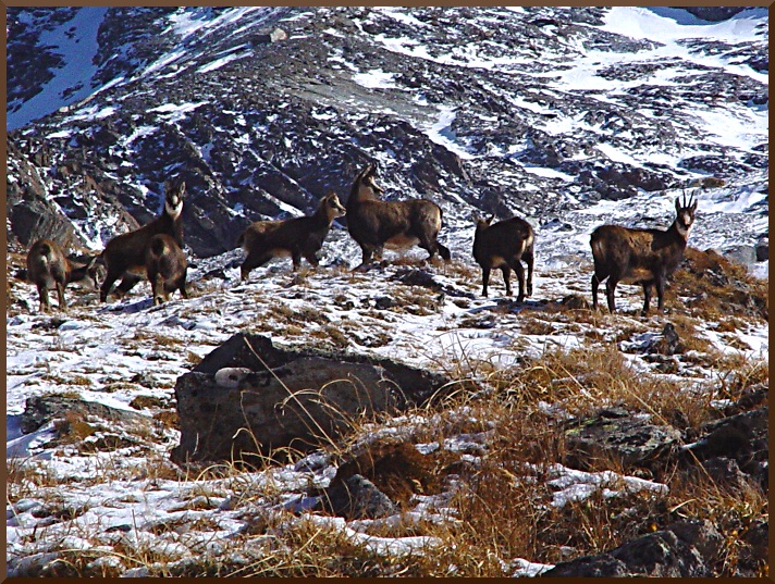 Chamois à l'automne dans la vallée de Pralognan la Vanoise. chamois52