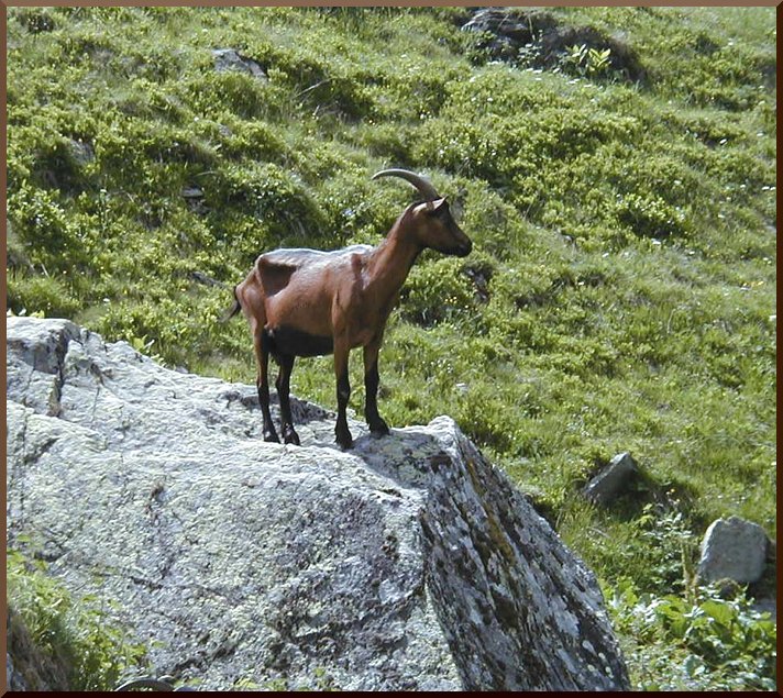 Les Chèvres font aussi parti de nos alpages. chevre50