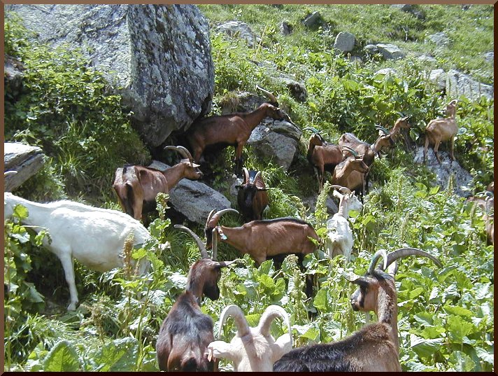 Troupeau de Chèvres. chevre51