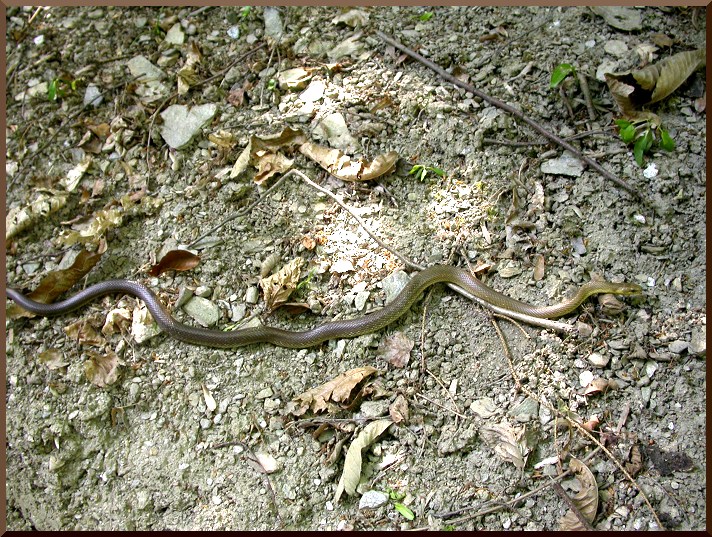 Couleuvre d'Esculape (Zanenis longissimus) couleuvre50