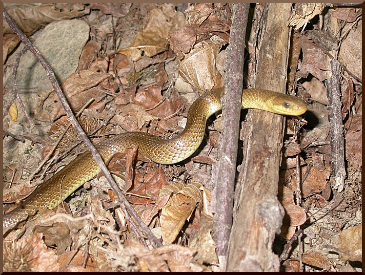 Couleuvre d'Esculape. couleuvre51