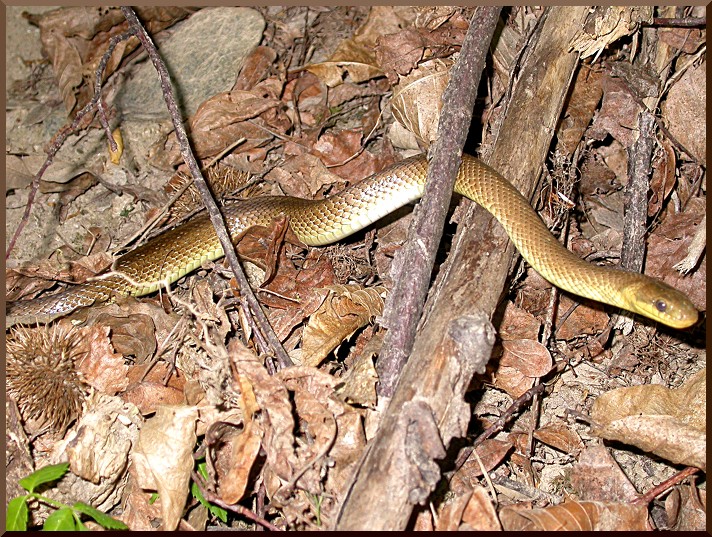 Couleuvre d'Esculape. couleuvre52