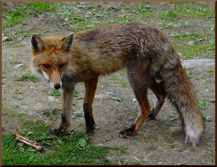 Notre ami le Renard du Plantin vallée de Méribel les Allues. renard50