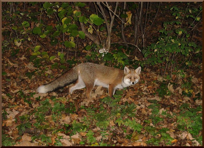 Notre ami le Renard . . . renard51