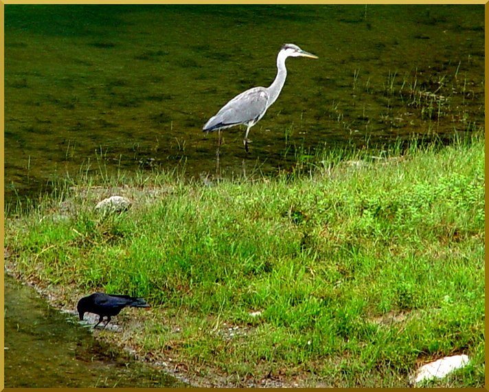 Le Héron cendré. heron50