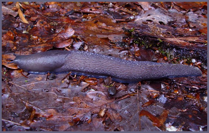 Grande limace (Limax cinereoniger) limace6