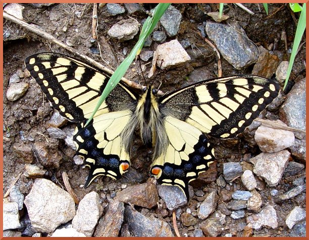 machaon5