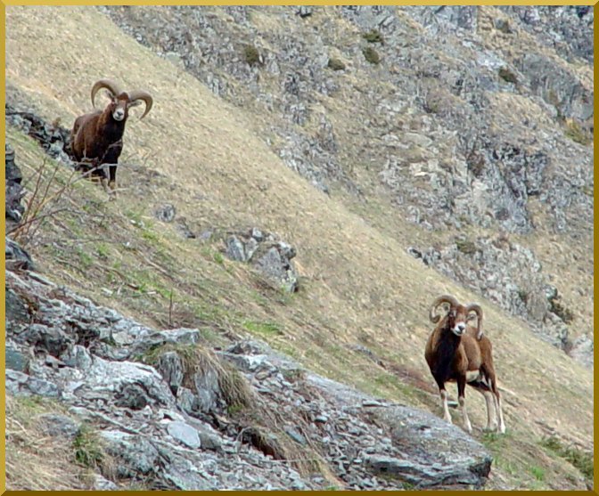 Les Mouflons dans le domaine des Bouqyetins. mouflons05