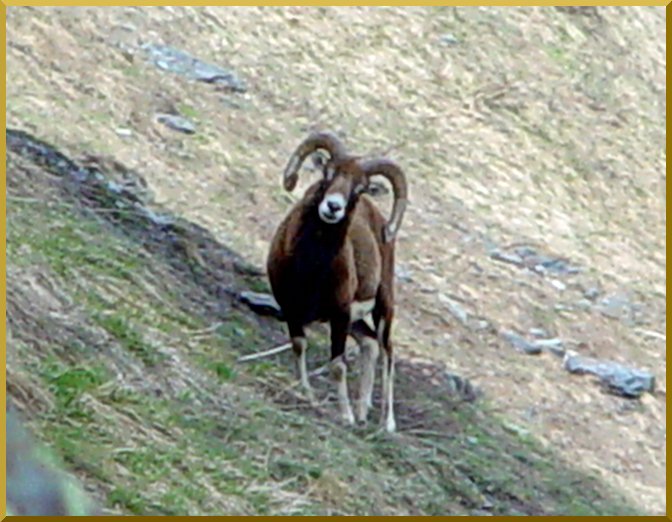 Les Mouflons de Champagny/Bozel. mouflons08