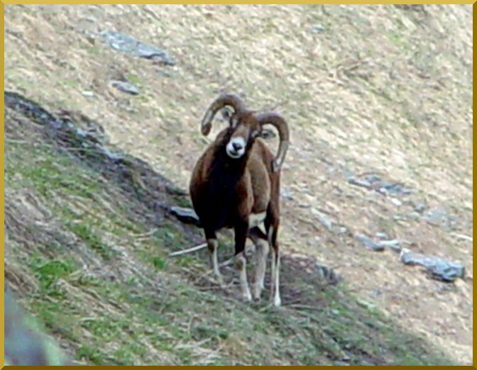 mouflons08