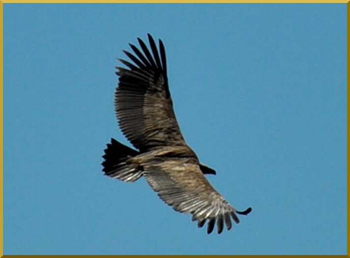 Vautour Fauve vautour50