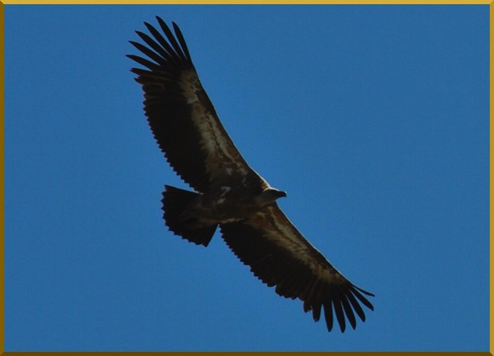 Vautour vu dans les Alpes vautour53
