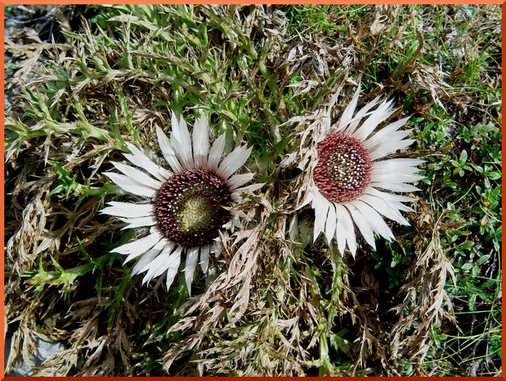 Carline acaule ou Carline des Alpes. carline50