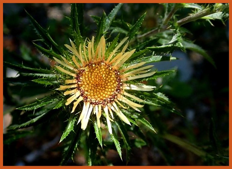 Carline commune (carlina vulgaris) carline52