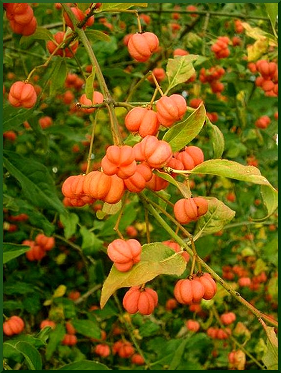 Fusain d'Europe (Euonymus euroâeus) fusain50