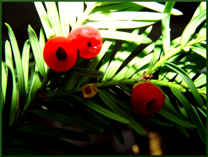 Taxus baccata if50