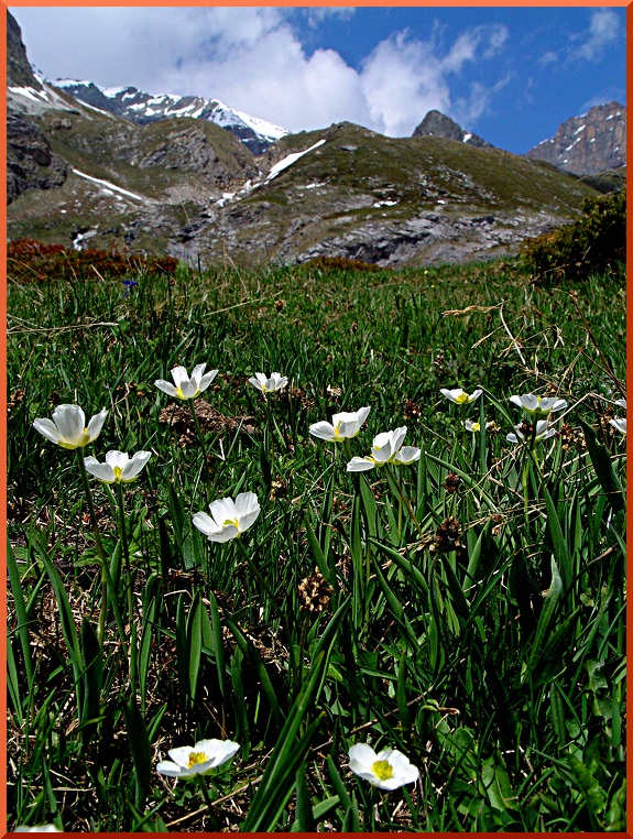 Parnassie (Parnassia palustris) parnassies50