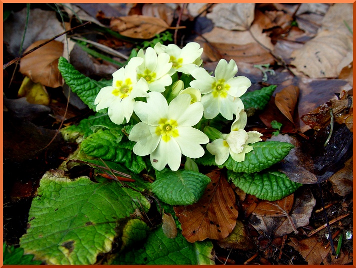Primevère à Grandes Fleurs (Primula vulgaris) primevere70