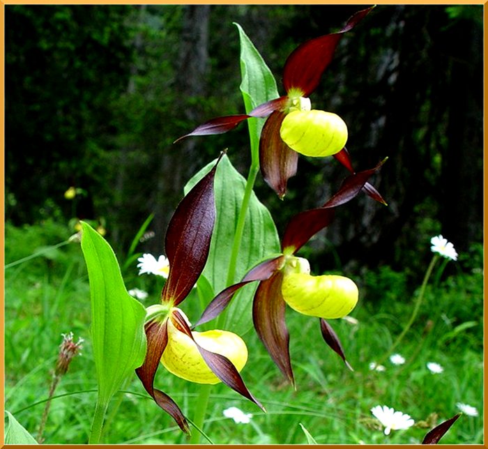 Sabots de Vénus (cypripesium calceolus) sabot50