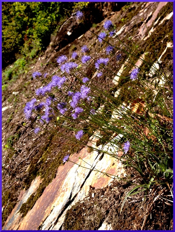 Jasione des Montagne (Jasione montana) jasione3