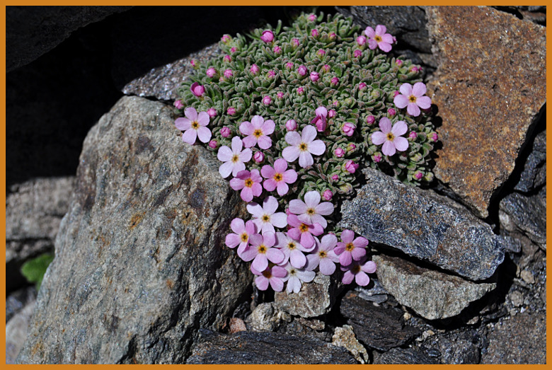 Androsace villosa androsace_10