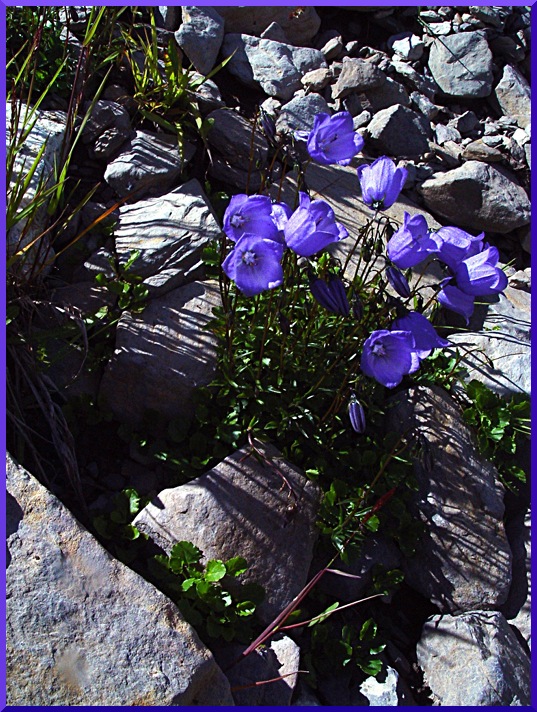 campanules_raineri6