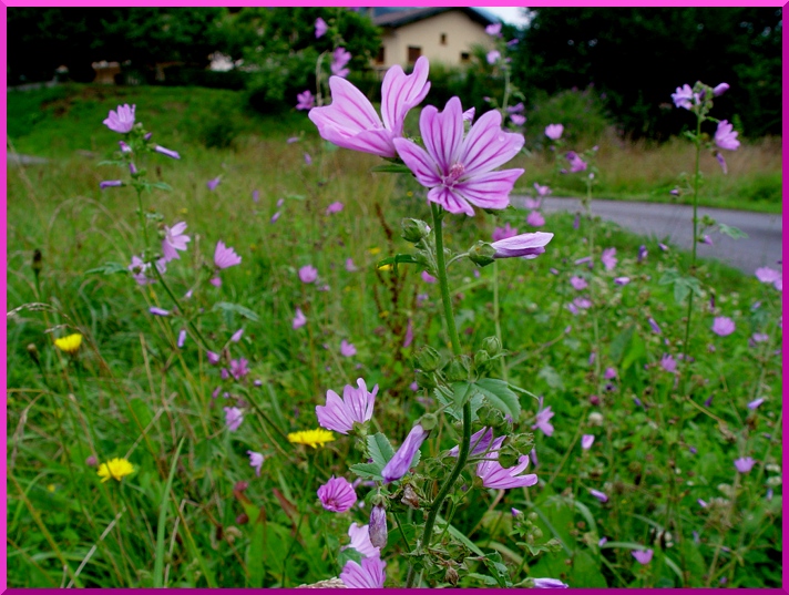 Mauve sylvestre (Malva sylvestris L.) mauve4