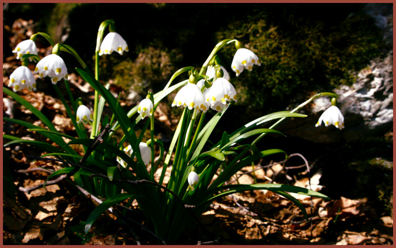 Nivéole de printemps Leucojum vernum niveole1