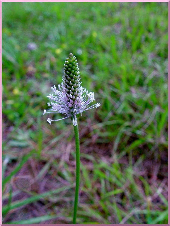 Plantain Plantago (famille des Plantaginaceae) plantain2