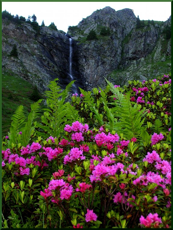 Rhododendron (Rhododendron ferrugineum) rhodo55