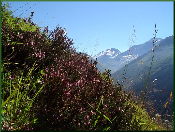 Bruyère (Erica tetralix) bruyere50