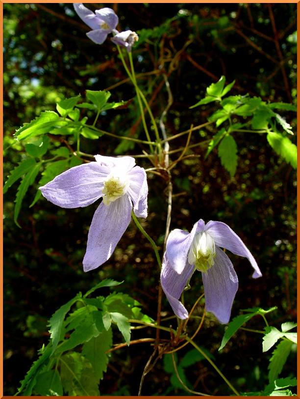 clematiteg2